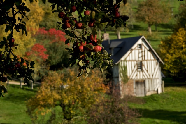 Pommier à cidre