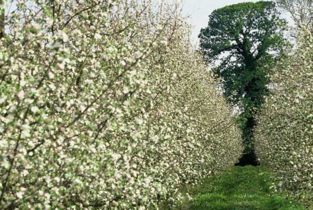 Verger pomme à cidre