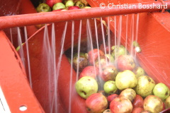 lavage pommes à cidre