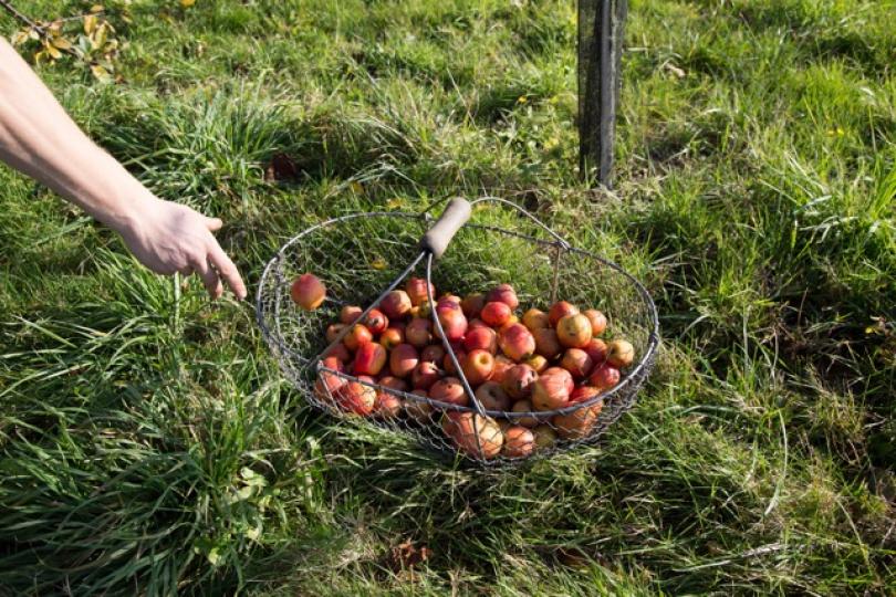 Pommes cidre Lemasson