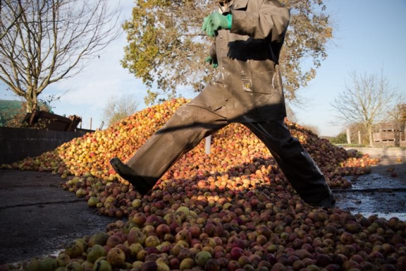 récolte pommes