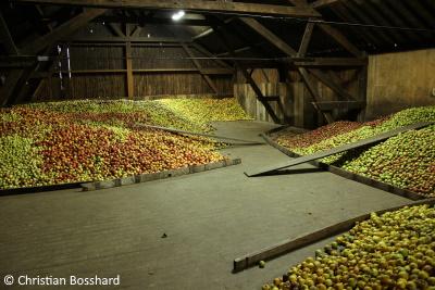 stockage pommes